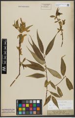 Foto von Salix alba L. x Salix fragilis L.